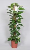 Epipremnum pinnatum (Scindapsus) in 24cm Pot With Moss Pole, Height 120cm image