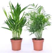 Palm Mix in 12cm Pot image