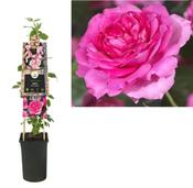 Rosa 'Chaplin's Pink Climber' (Climbing Rose) 2.25L Pot image