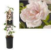 Rosa 'New Dawn' (Climbing Rose) 2.25L Pot image