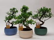 Bonsai Mix in 18cm Ceramic 'Lily' Pot image