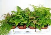 Adiantum (Maidenhair Fern) Mix in 12cm Pot image