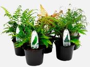Fern Hardy Mix in 3L Pot image