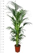 Howea forsteriana (Kentia Palm) in 27cm Pot, Height 200cm image