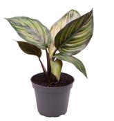 Calathea ornata 'Mieli' 6cm Pot image