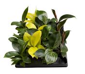 Philodendron Mix 6cm Pot image