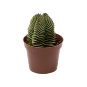 Crassula 'Buddha's Temple' 6cm Pot image