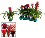 Guzmania Mix in 13cm Pot image