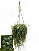 Peperomia prostrata (String of Turtles) in 14cm Hanging Pot image