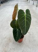 Philodendron melanochrysum 12cm Pot image