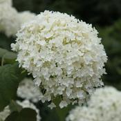 Hydrangea arborescens 'Annabelle' 2L Pot image