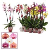 Phalaenopsis (Moth Orchid) Mix in 12cm Pot image
