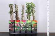 Lonicera (Honeysuckle) Mix 2L Pot image