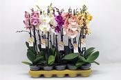 Phalaenopsis (Moth Orchid) Mix in 12cm Pot image
