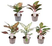 Aglaonema 'Star Collection' (Chinese Evergreen) Mix 12cm Pot image