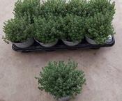 Thymus vulgaris 'Faustini' (Thyme) 14cm Pot image