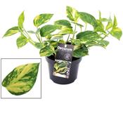 Epipremnum aureum (Scindapsus) 'N'Joy Gold' in 12cm Pot