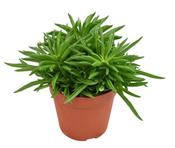Peperomia ferreyrae 'Happy Bean' in 12cm Pot image
