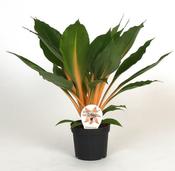 Spathiphyllum (Peace Lily) 17cm Pot image