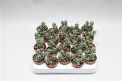 Delosperma lehmannii 5.5cm Pot image