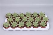 Echeveria agavoides 'Corderoyi' 8.5cm Pot image