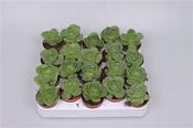 Aeonium diplocyclum (Greenovia diplocycla) 5.5cm Pot image