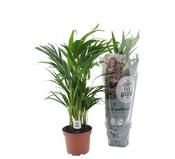 Dypsis lutescens (Areca Palm) in 17cm Pot, Height 60cm image