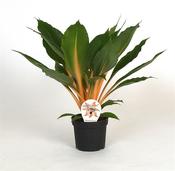 Chlorophytum orchidastrum 'Green Orange' / 'Fire Flash' in 12cm Pot image