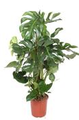 Monstera deliciosa (Swiss Cheese Plant) in 27cm Pot With Moss Pole, Height 120-130cm