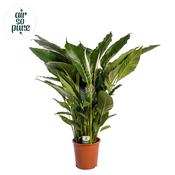 Spathiphyllum (Peace Lily) 24cm Pot, Height 100cm image