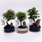 Bonsai 'Landscape' Mix in 16cm Ceramic Pot With Saucer image