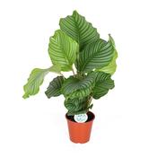 Calathea / Goeppertia orbifolia in 17cm Pot, Height 60-65cm image