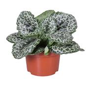 Streptocarpus 'Pretty Turtle' 13cm Pot image