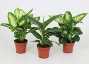 Dieffenbachia Mix in 12cm Pot image