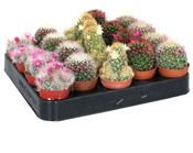 Mammillaria Mix in 5.5cm Pot image