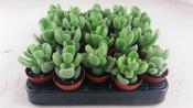 Cotyledon ladismithiensis in 5.5cm Pot image