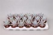 Echeveria colorata 'Mexican Giant' 8.5cm Pot image