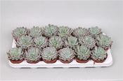 Echeveria rosea 8.5cm Pot image