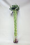Dracaena sanderiana (Lucky Bamboo) Stem Spiral 90cm in Tube image