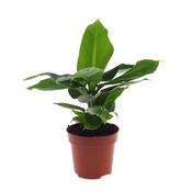 Musa acuminata 'Tropicana' (Banana Plant) in 12cm Pot image