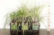 Carex (Sedge) Mix in 2L Square Pot