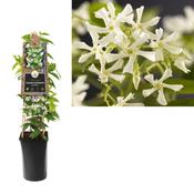 Trachelospermum jasminoides (White Star Jasmine) 2L/3L Pot image