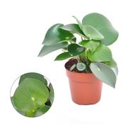 Peperomia polybotrya 'Raindrop' 12cm Pot image