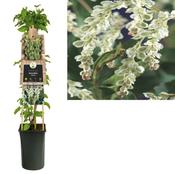Fallopia aubertii / baldschuanica (Russian Vine) 2.25 Litre Pot image