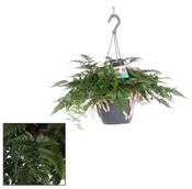 Davallia / Humata tyermannii (Rabbit’s Foot Fern) 18cm Hanging Pot image