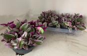 Tradescantia 'Nanouk' in 19cm Bowl image