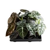 Alocasia Mix in 6cm Pot image
