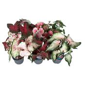 Caladium Mix in 13cm Pot image