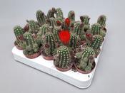 Chamaecereus 'Ubink Cerise Red' 5.5cm Pot image
