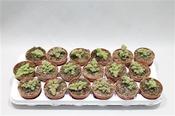 Crassula columella 8.5cm Pot image